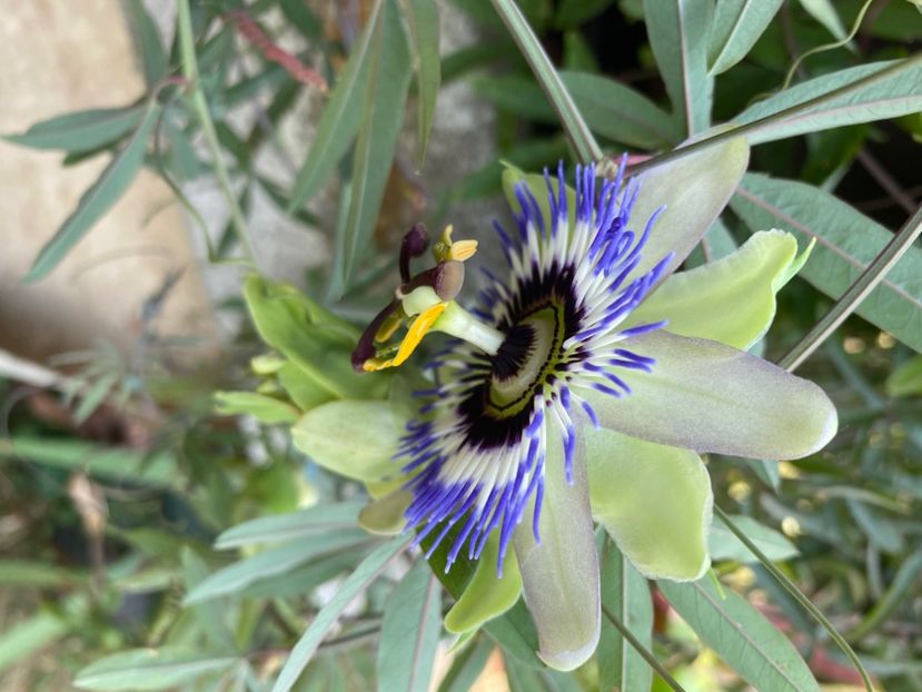  - Passiflore 2024