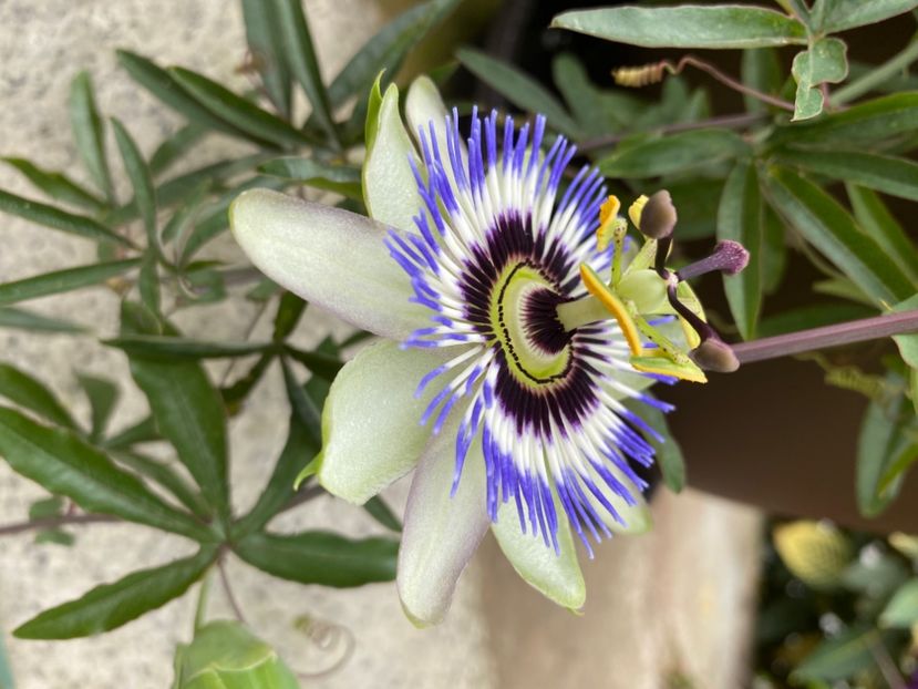  - Passiflore 2024
