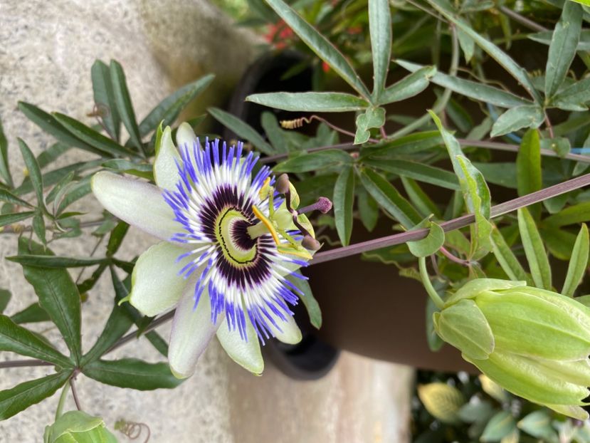  - Passiflore 2024