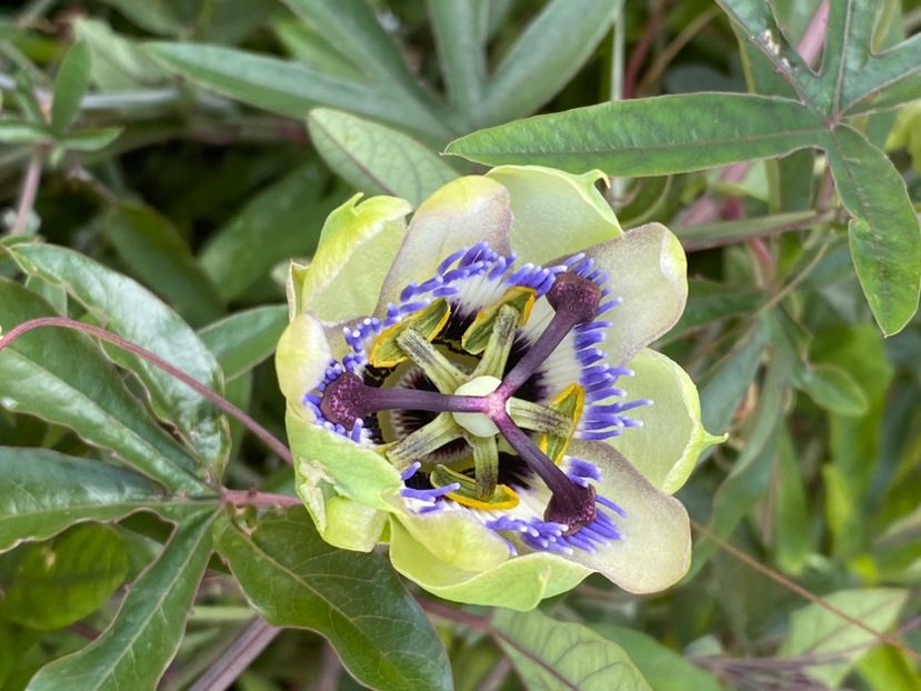  - Passiflore 2024