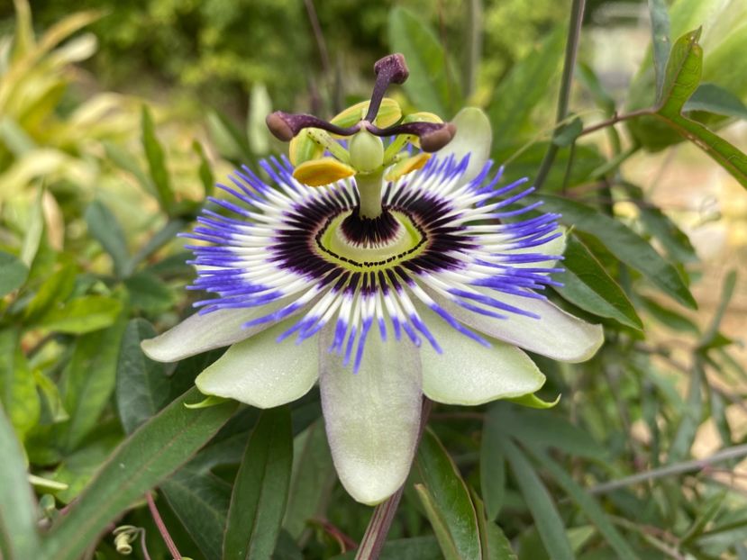  - Passiflore 2024