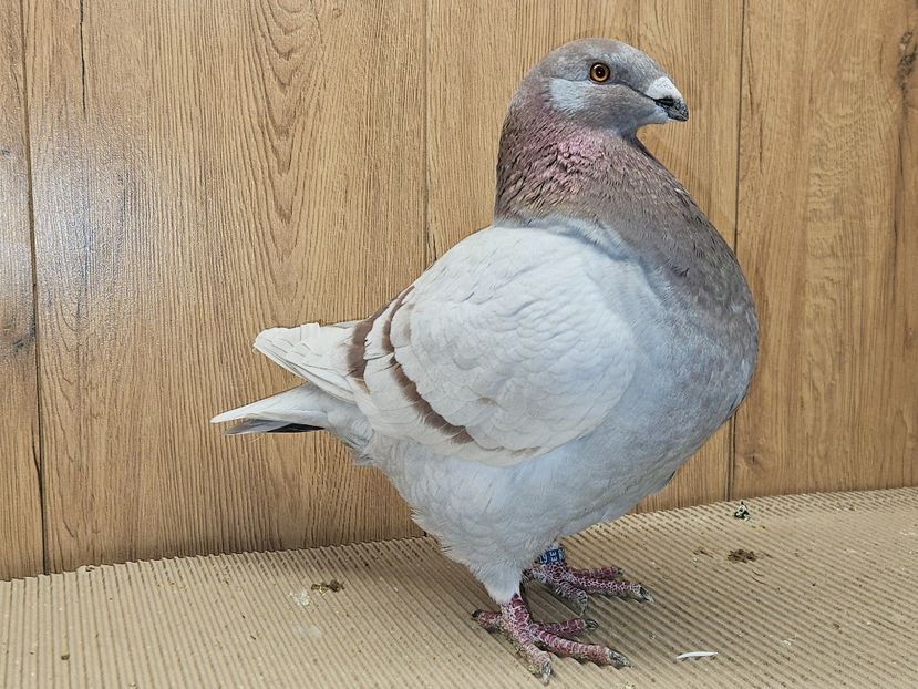 FEMELA RO 24 - 5019 - ÎMPRUMUTATA ZIMNICEA - ÎMPRUMUTAȚI SEZON 2025