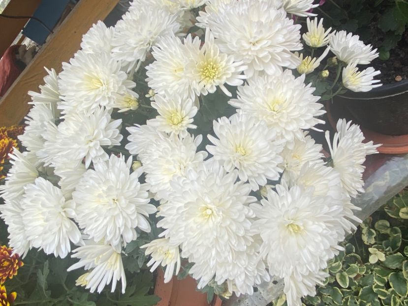  - Tufanele si crizanteme 20024