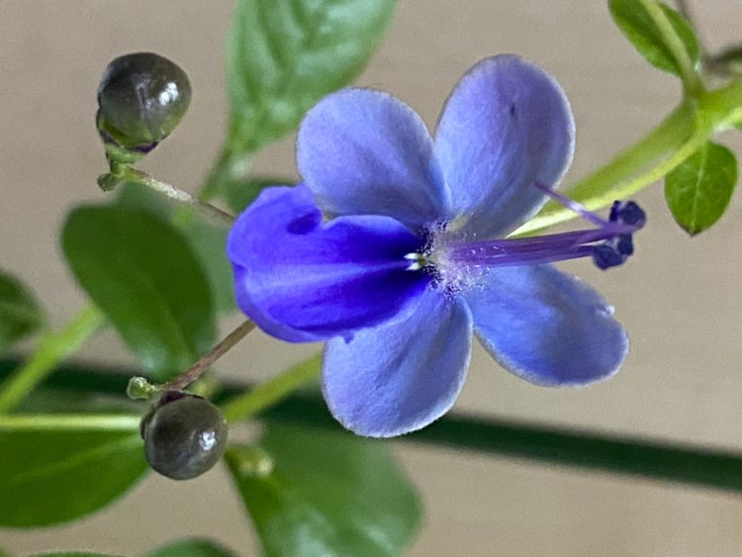  - Clerodendrum ugandense