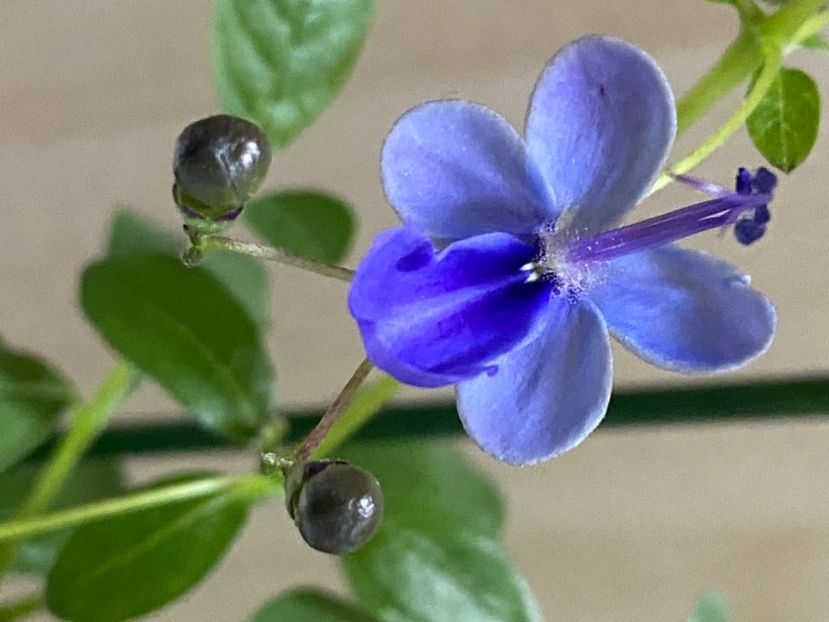  - Clerodendrum ugandense