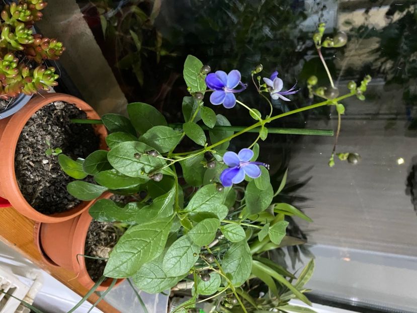 - Clerodendrum ugandense
