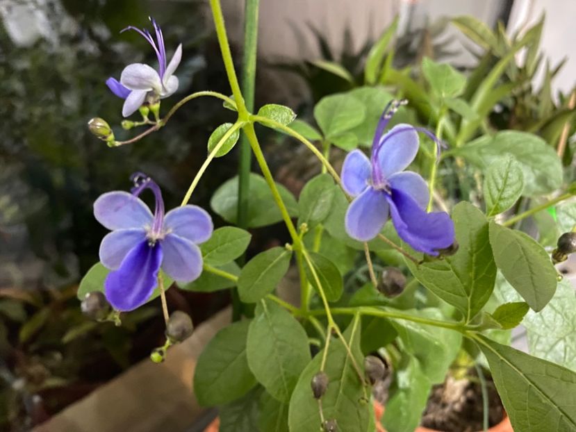  - Clerodendrum ugandense