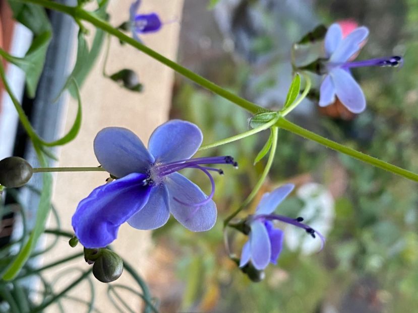  - Clerodendrum ugandense