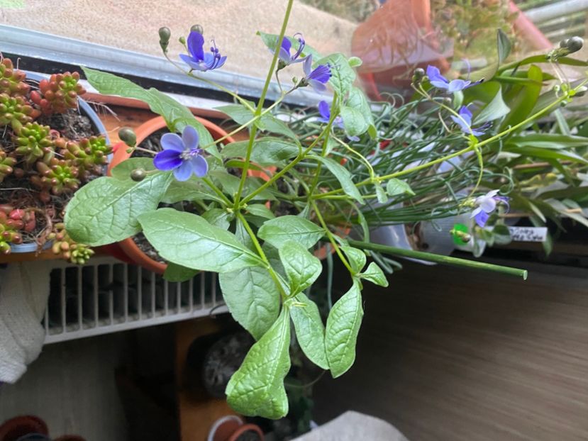  - Clerodendrum ugandense