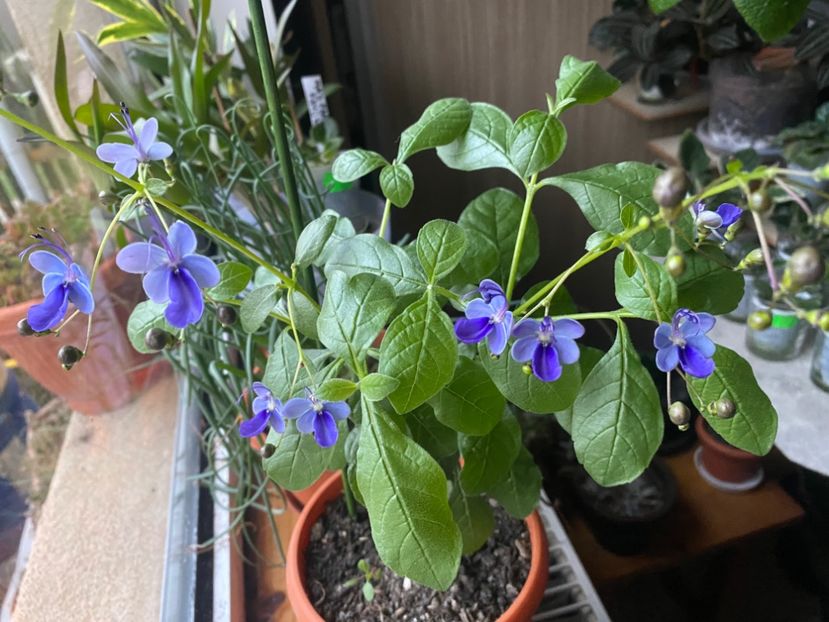  - Clerodendrum ugandense