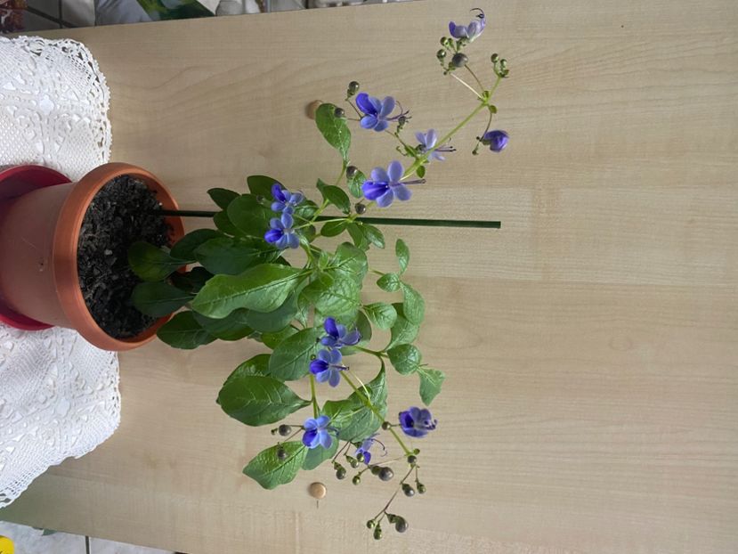  - Clerodendrum ugandense