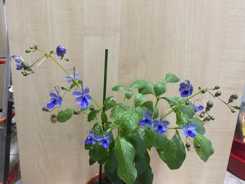  - Clerodendrum ugandense