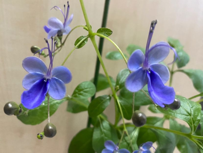  - Clerodendrum ugandense