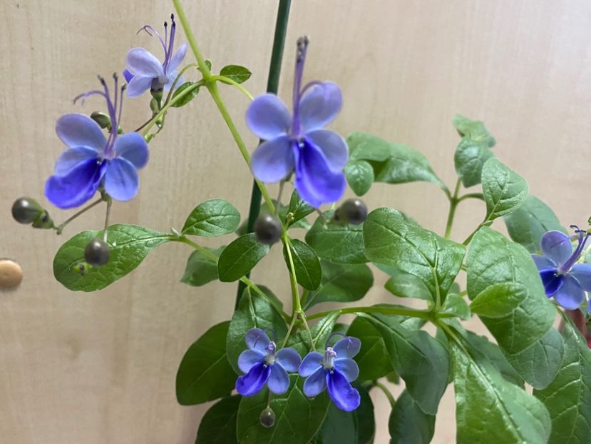  - Clerodendrum ugandense