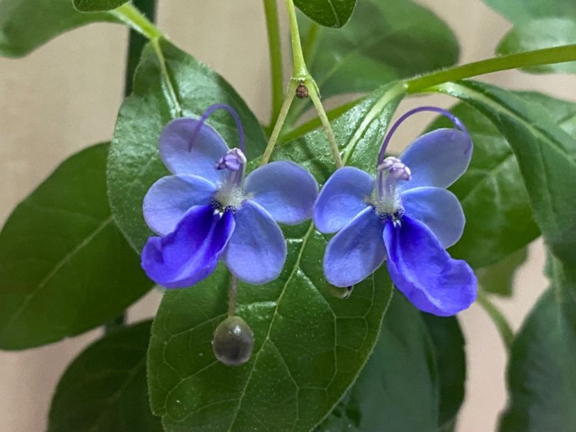  - Clerodendrum ugandense