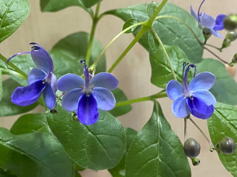  - Clerodendrum ugandense