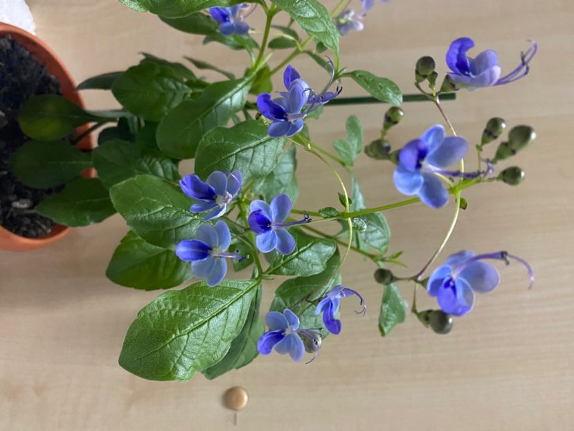  - Clerodendrum ugandense