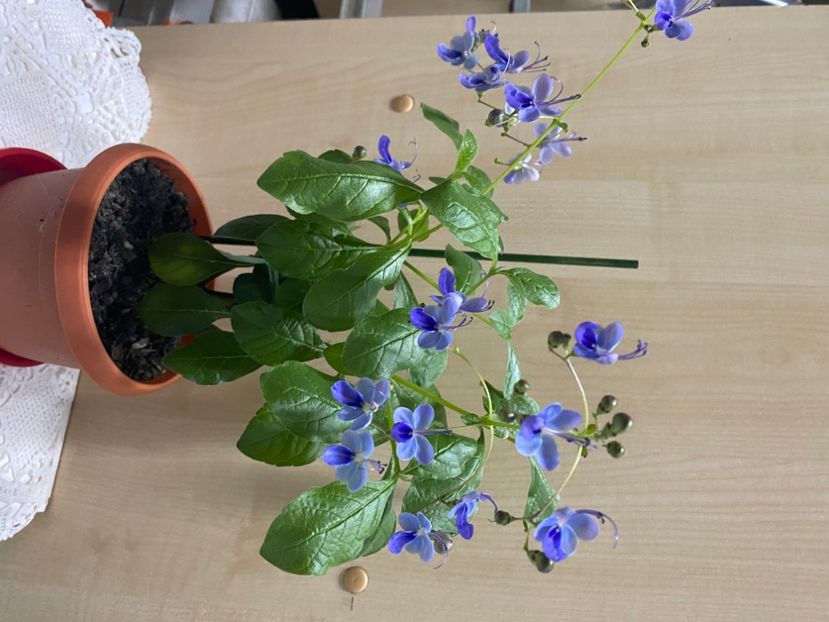  - Clerodendrum ugandense