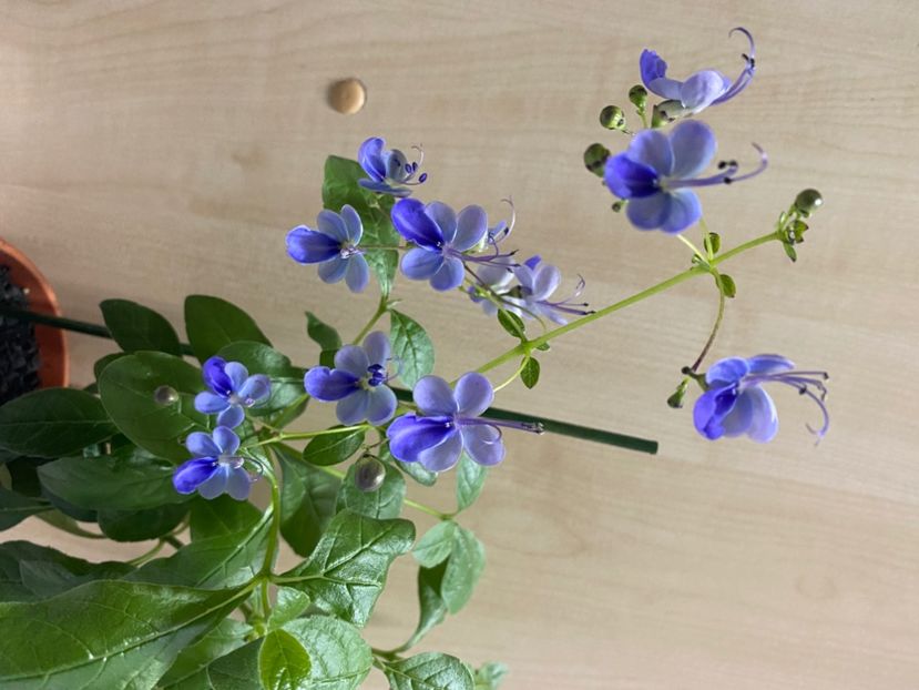  - Clerodendrum ugandense