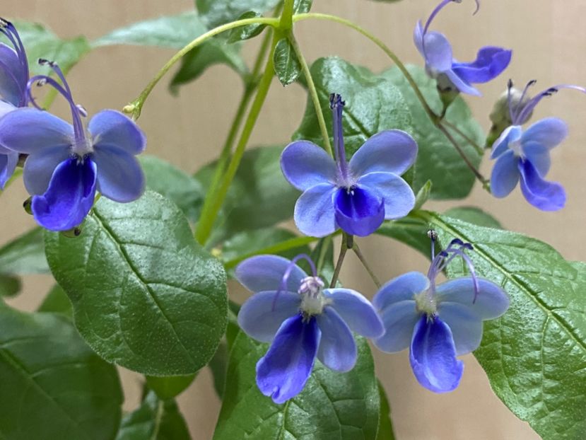  - Clerodendrum ugandense