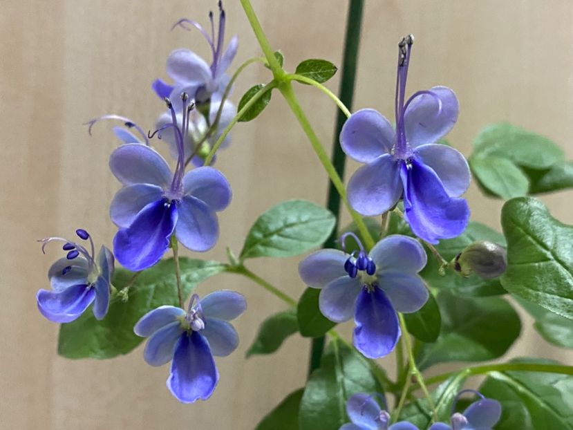  - Clerodendrum ugandense