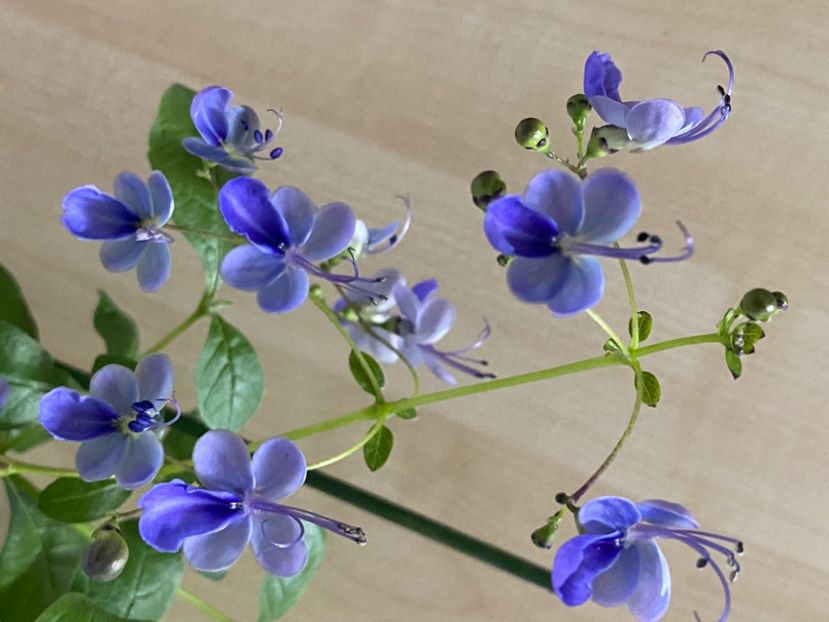  - Clerodendrum ugandense
