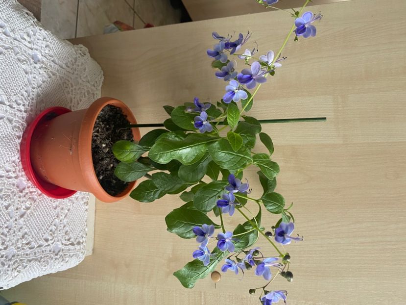  - Clerodendrum ugandense