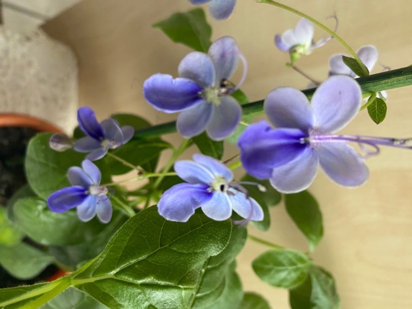  - Clerodendrum ugandense