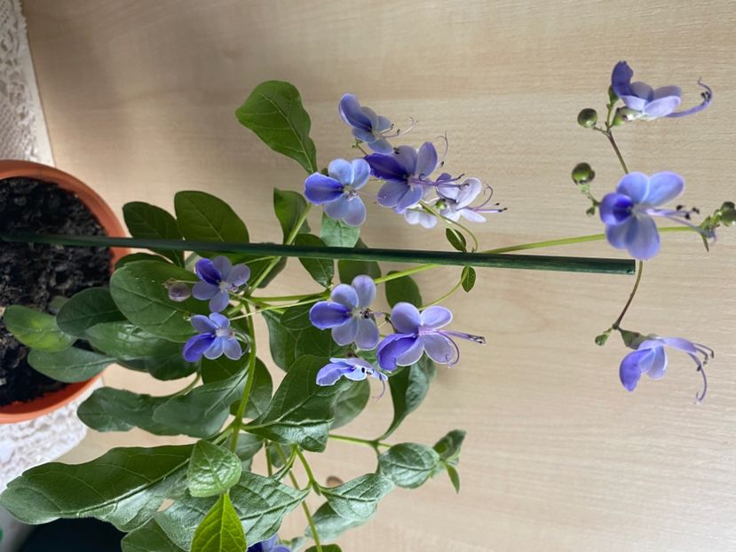  - Clerodendrum ugandense