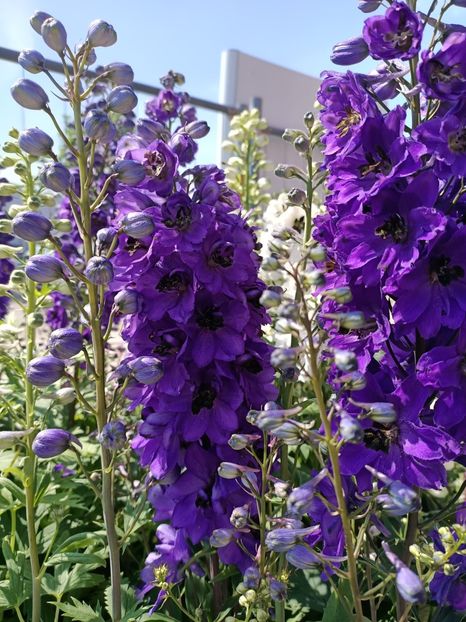 IMG20240719112023 - Magazinul 4