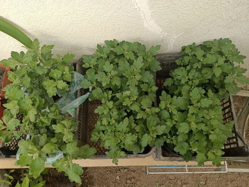 IMG20240822183644 - Magazinul 4