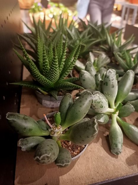 IMG20240905150248 - Magazinul 4