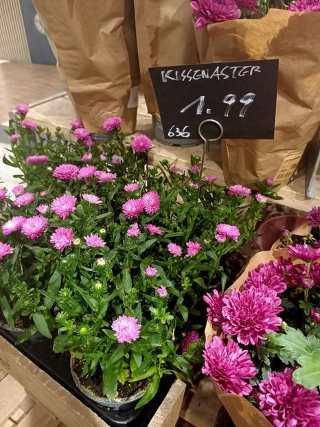 IMG20240905150408 - Magazinul 4