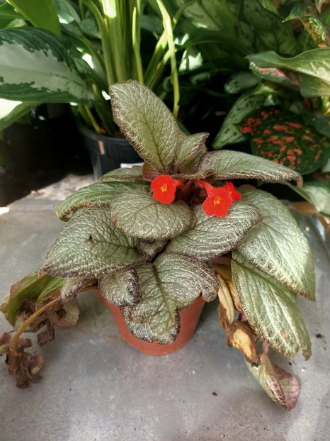 IMG20240906103919 - Magazinul 4