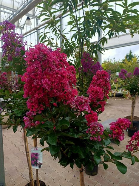 IMG20240909110839 - Magazinul 4