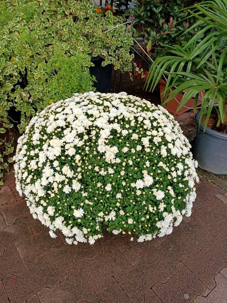 IMG20241021105627 - Magazinul 4