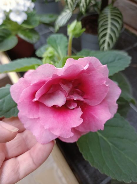 IMG20241104103411 - Magazinul 4