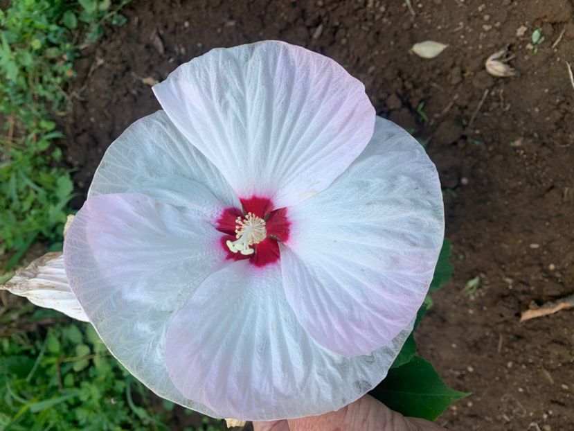  - A A A A florile toamna 2024