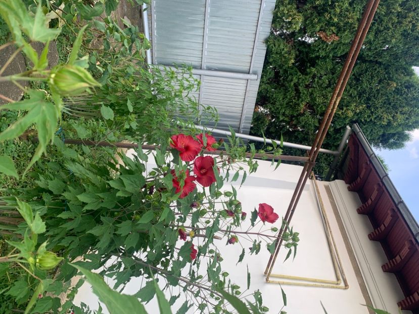  - A A A A florile toamna 2024