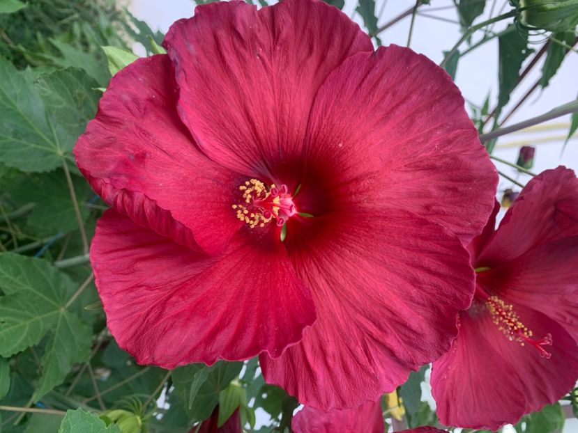  - A A A A florile toamna 2024