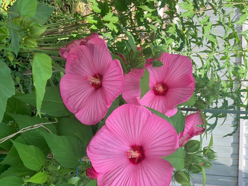  - A A A A florile toamna 2024