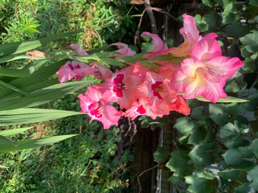  - A A A A florile toamna 2024