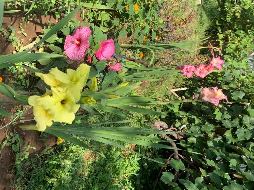  - A A A A florile toamna 2024