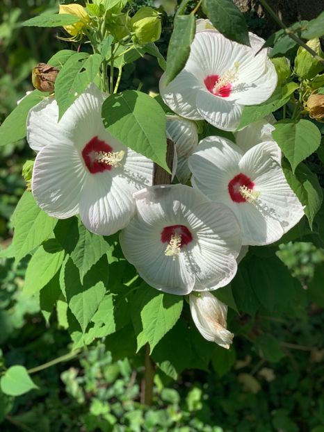  - A A A A florile toamna 2024