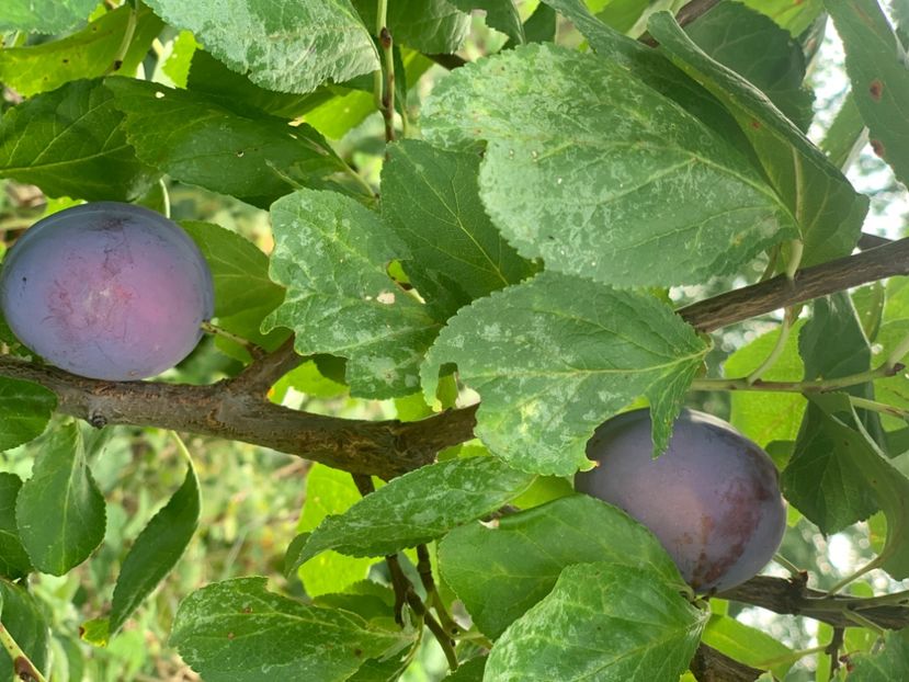  - A A A A florile toamna 2024