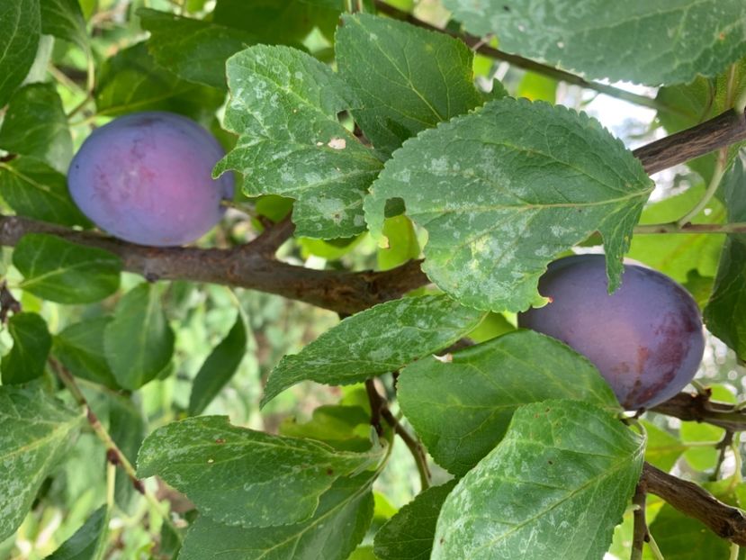  - A A A A florile toamna 2024