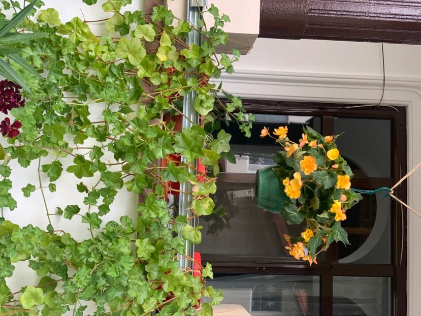  - A A A A florile toamna 2024