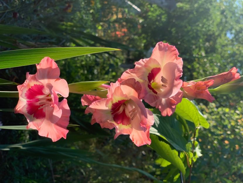  - A A A A florile toamna 2024