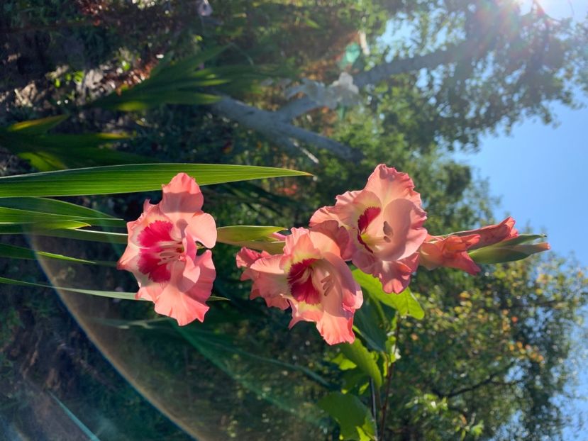  - A A A A florile toamna 2024