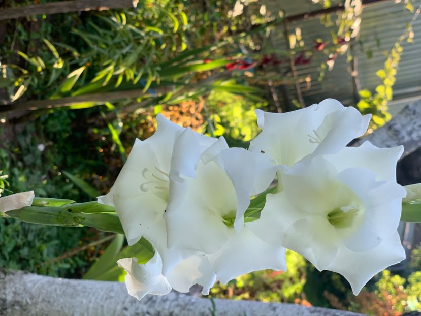  - A A A A florile toamna 2024